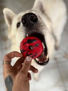 Cooka's Cookies VAMPIRE DONUTS Przysmaki z indyka 70g