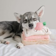 Pups &amp; Bubs STRAWBERRY MILLE-FEUILLE Truskawkowy Torcik zabawka węchowa
