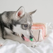 Pups &amp; Bubs STRAWBERRY MILLE-FEUILLE Truskawkowy Torcik zabawka węchowa