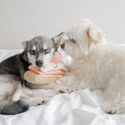 Pups &amp; Bubs STRAWBERRY MILLE-FEUILLE Truskawkowy Torcik zabawka węchowa