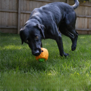 Brightkins Zabawka na przysmaki Pumpkin Treat Dispenser DYNIA