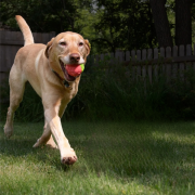 Brightkins Zabawka na przysmaki Watermelon Treat Dispenser ARBUZ