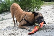 SAMMY STRIPES zabawka HOZIES z węża strażackiego