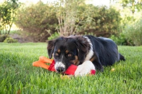 JEFFREY JUNGLE zabawka HOZIES z węża strażackiego