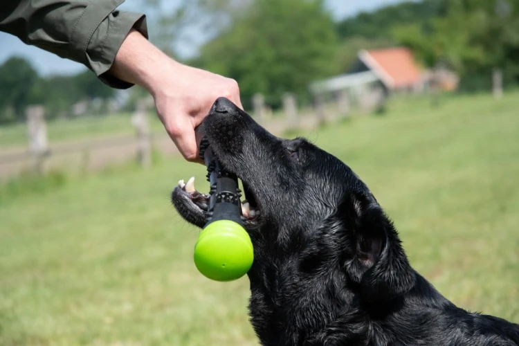 DOG COMETS METEOR patyk do zabawy rozmiar L zielony