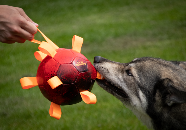 Dog Comets HYPERNOVA super piłka pomarańczowa